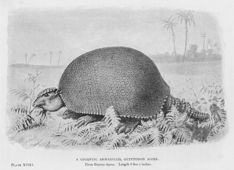 Gigantyczny pancernik, Glyptodon Asper (lito) autorstwa European School