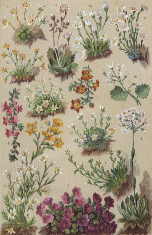 Flora alpejska (chromolitho) autorstwa European School