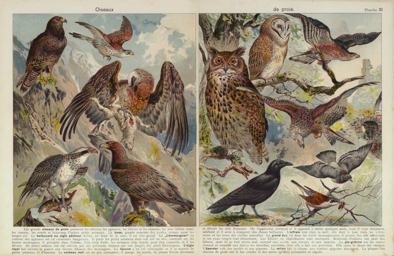 Ptaki drapieżne (chromolitho) autorstwa European School