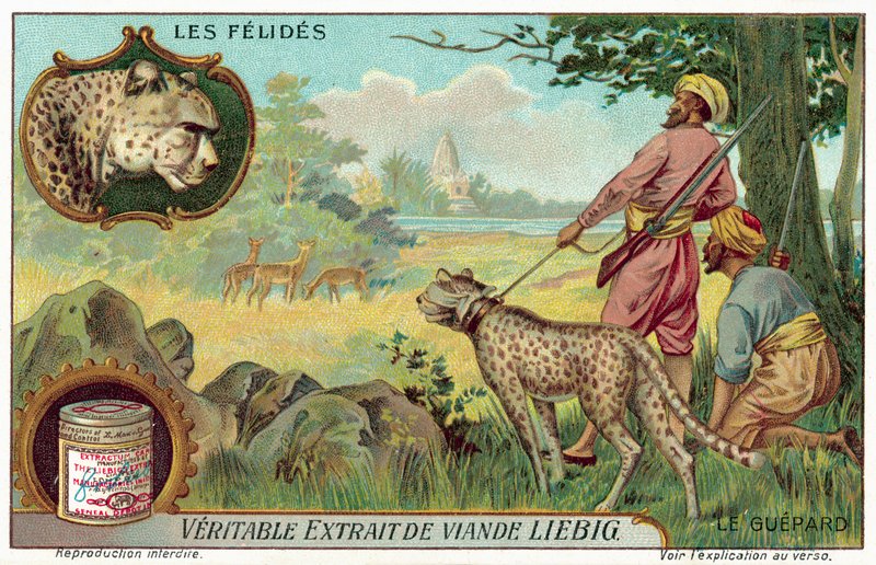Gepard (chromolitho) autorstwa European School