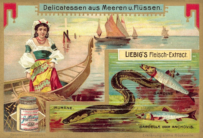 Węgorz, sardynka i anchois (chromolitho) autorstwa European School