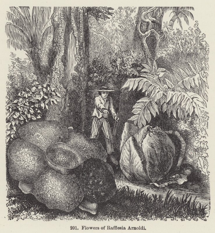 Kwiaty Rafflesia Arnoldi (grafika) autorstwa European School
