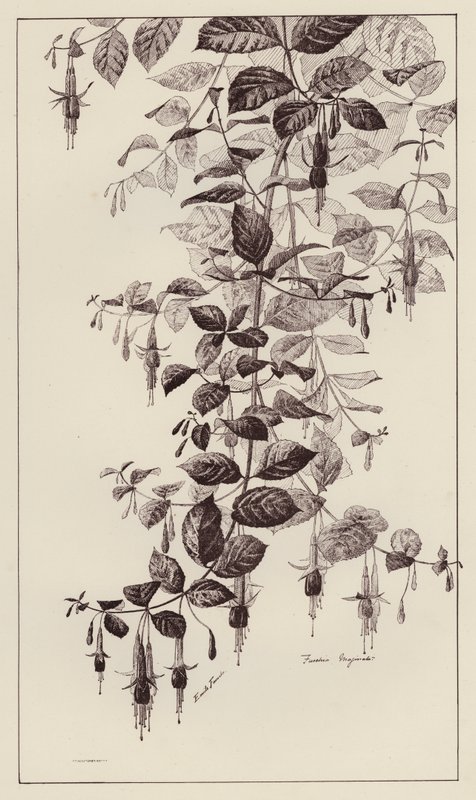 Fuschia Maginata (lito) autorstwa European School