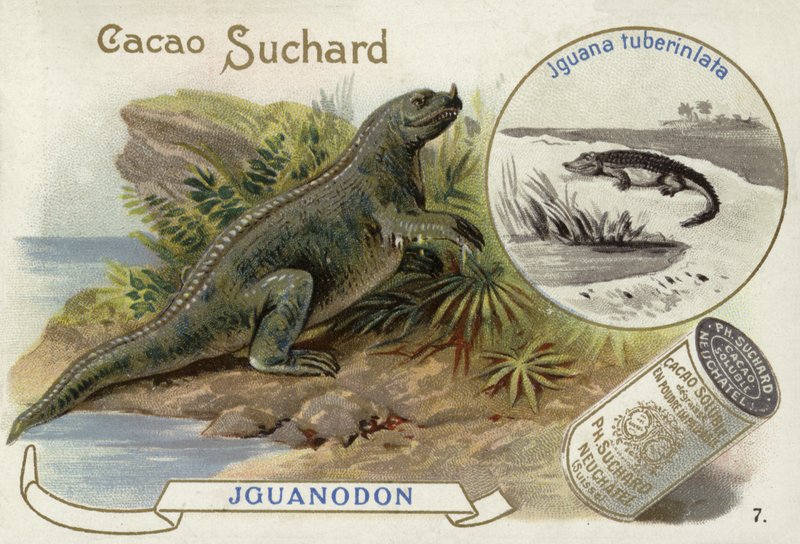 Iguanodon i Iguana Tuberculata autorstwa European School