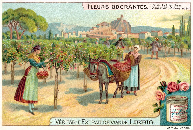 Zbieranie róż w Prowansji (chromolitho) autorstwa European School