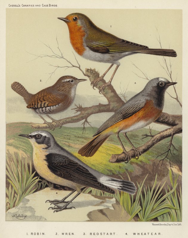 Robin, Wren, Redstart, Wheatear (kolorowa litografia) autorstwa European School