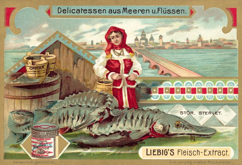 Jesiotr (chromolitho) autorstwa European School