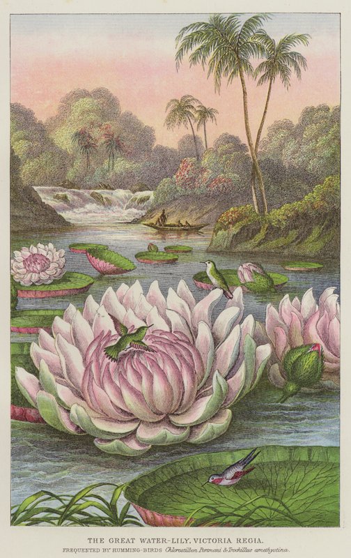Wielka lilia wodna, Victoria Regia (rycina) autorstwa European School