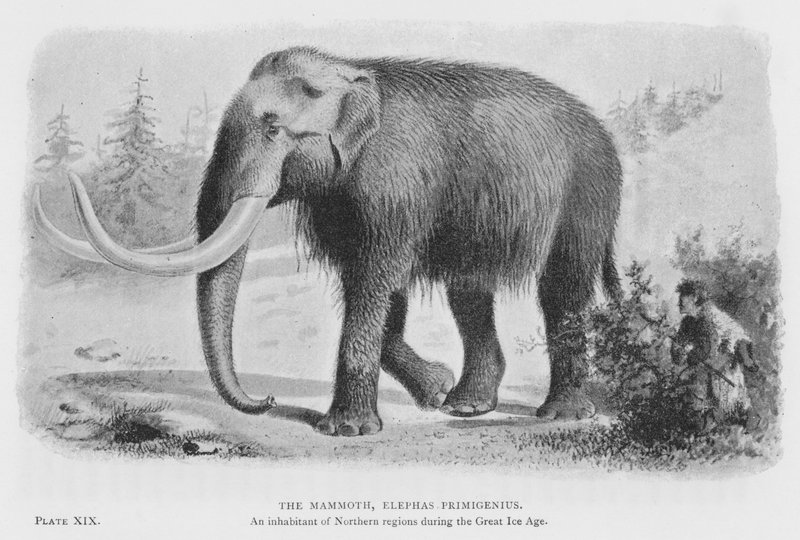 Mamut, Elephas Primigenius (lito) autorstwa European School