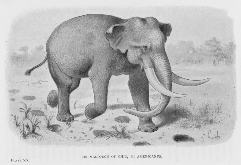 Mastodon z Ohio, M Americanus (lito) autorstwa European School