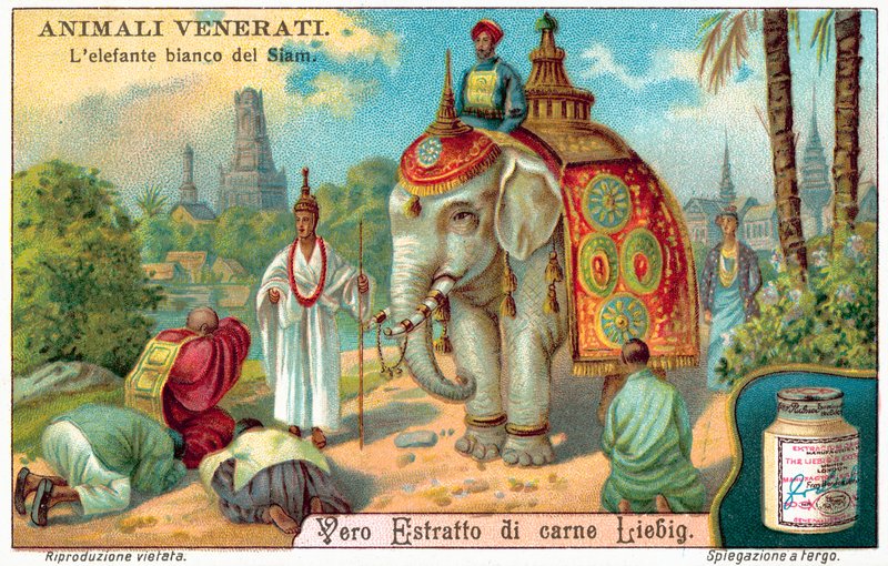 Biały słoń Syjamu (chromolitho) autorstwa European School