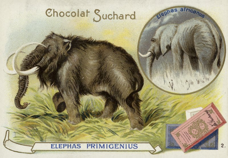Mamut włochaty i słoń afrykański autorstwa European School