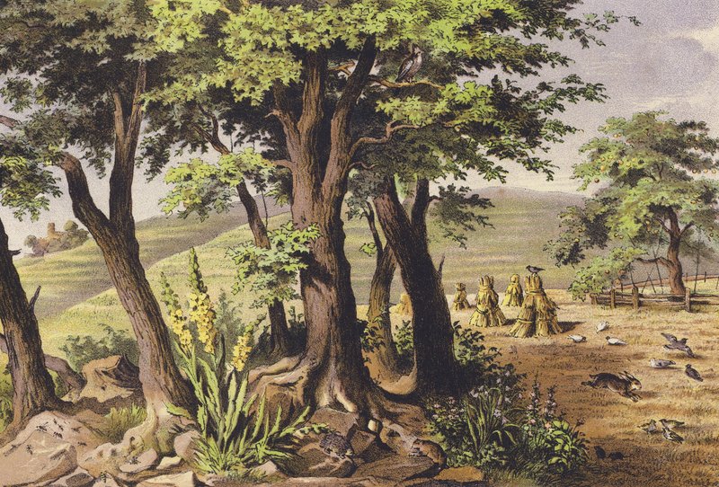 Sierpień (druk kolorowy) autorstwa Ferdinand Karl Klimsch