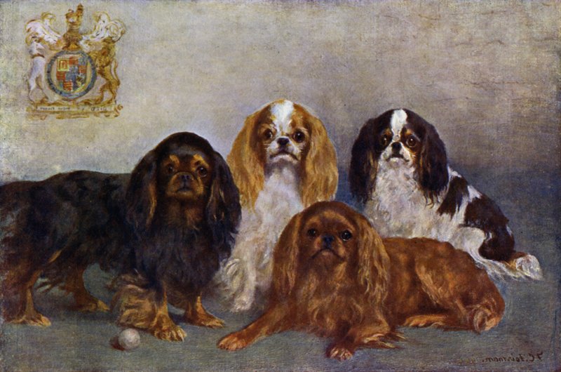 King Charles Spaniele autorstwa Frances C. Fairman
