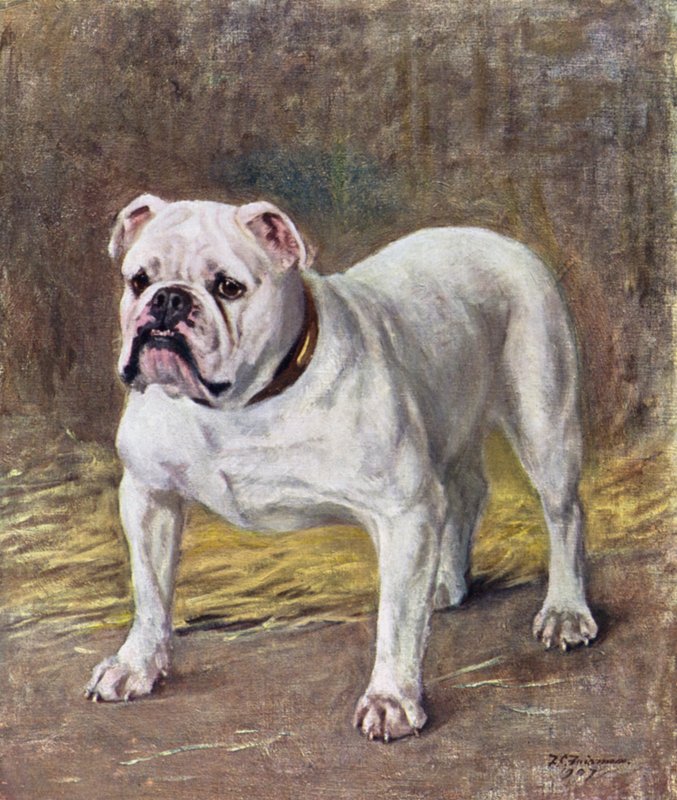 Słynny Buldog Ch Silent Duchess autorstwa Frances C. Fairman