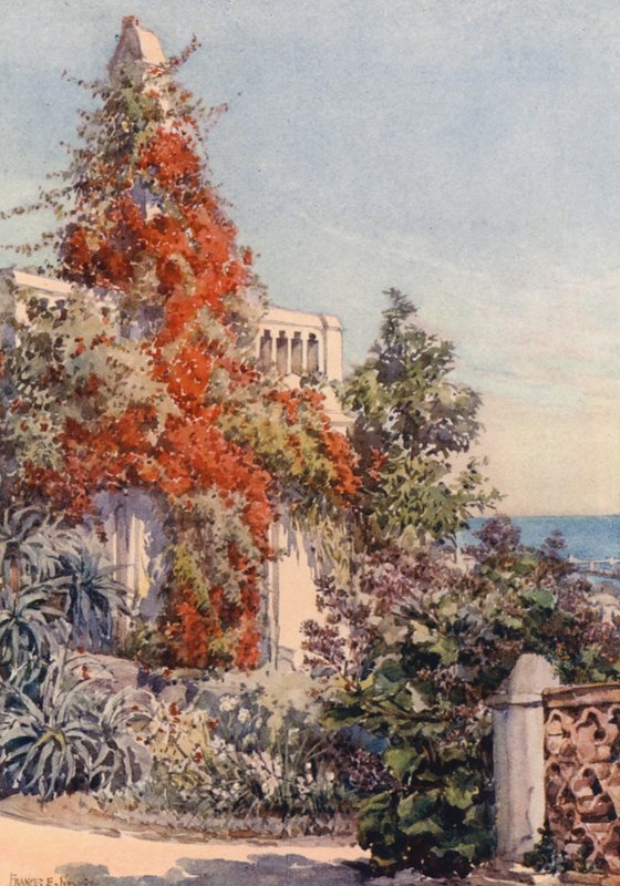 Bougainvillaea, Algier (kolorowa litografia) autorstwa Frances Nesbitt