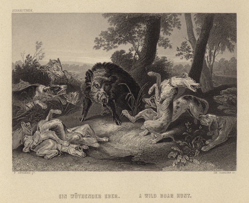 Polowanie na dziki autorstwa Frans Snyders or Snijders