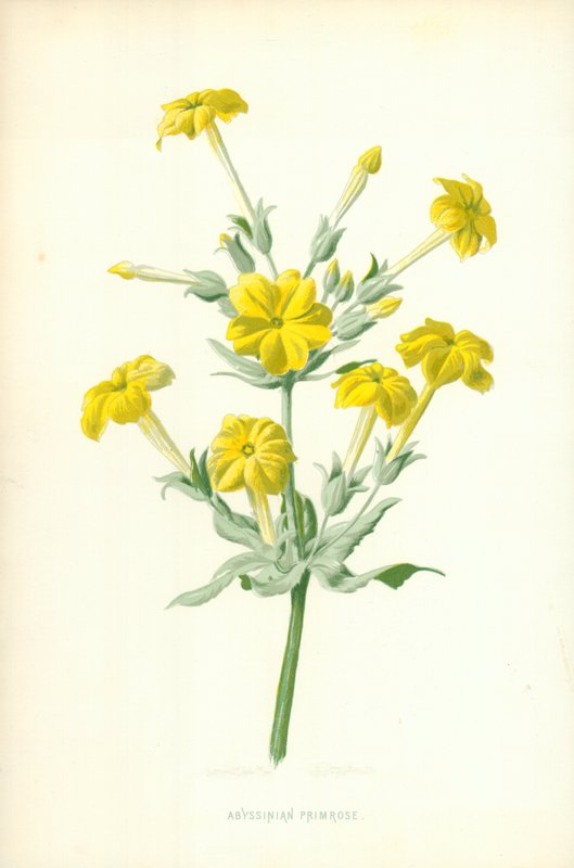 Pierwiosnek abisyński autorstwa Frederick Edward Hulme