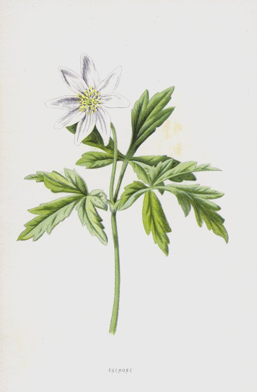 Zawilec (chromolitho) autorstwa Frederick Edward Hulme