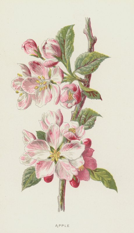 Jabłko (chromolit) autorstwa Frederick Edward Hulme