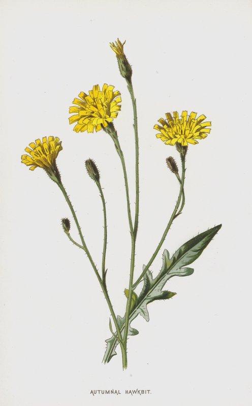 Jesienny hawkbit (chromolitho) autorstwa Frederick Edward Hulme
