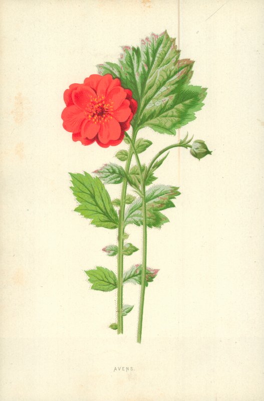 Avens autorstwa Frederick Edward Hulme