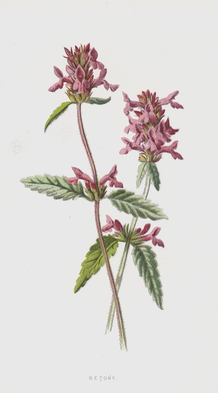Beton (chromolit) autorstwa Frederick Edward Hulme