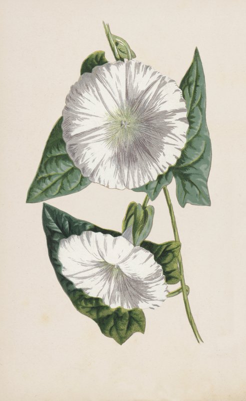 Powój (chromolitho) autorstwa Frederick Edward Hulme