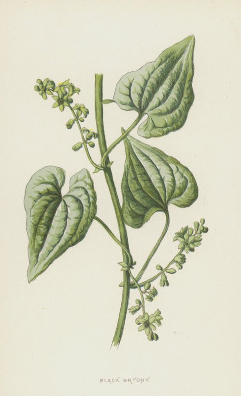 Czarna Bryony (chromolitho) autorstwa Frederick Edward Hulme