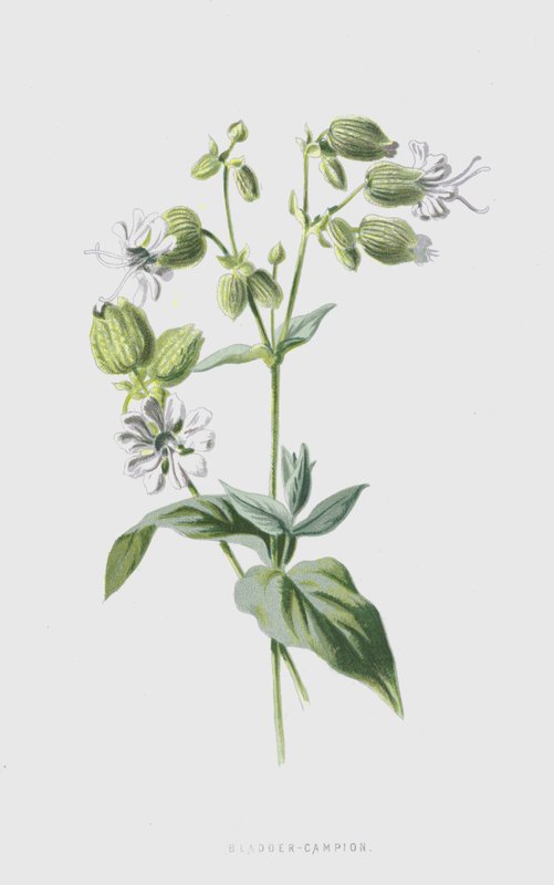 Pęcherz-Campion (chromolitho) autorstwa Frederick Edward Hulme