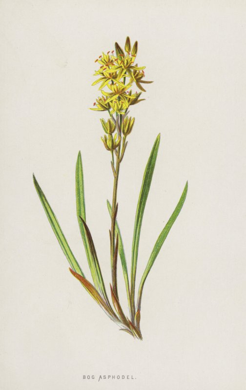 Asfodel bagienny (chromolitho) autorstwa Frederick Edward Hulme