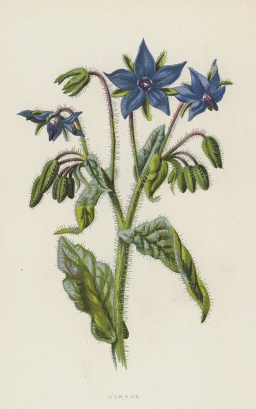 Ogórecznik (chromolitho) autorstwa Frederick Edward Hulme