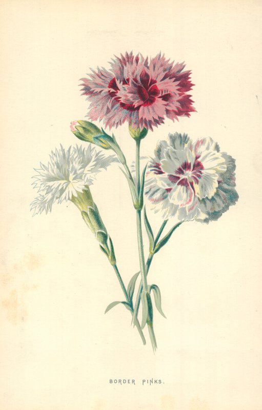 Róża graniczna autorstwa Frederick Edward Hulme