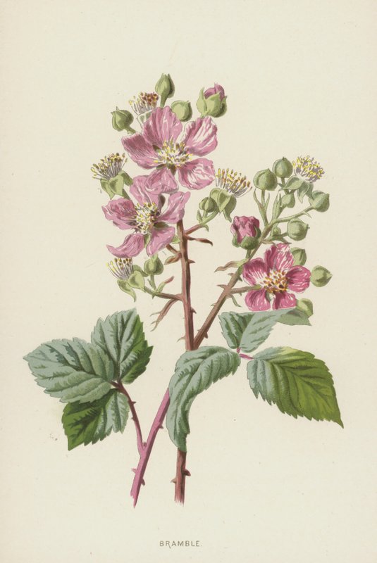 Jeżyna (chromolitho) autorstwa Frederick Edward Hulme