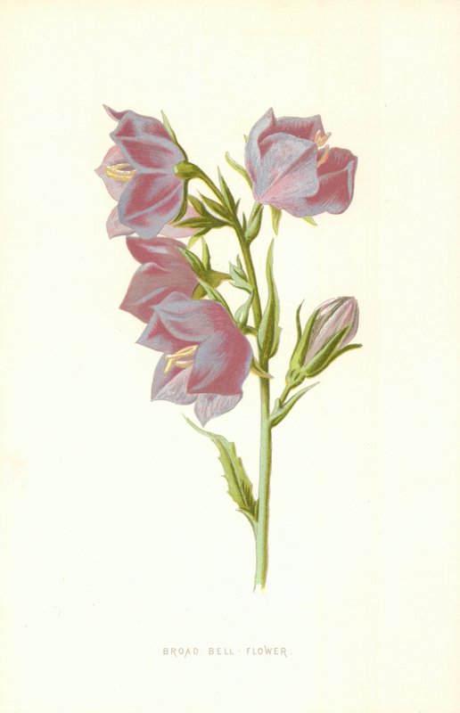 Szeroki kwiat dzwonka autorstwa Frederick Edward Hulme