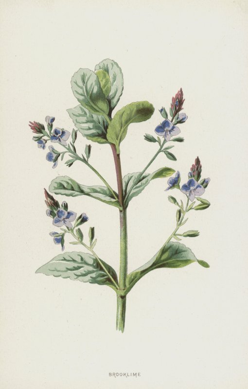 Brooklime (chromolitho) autorstwa Frederick Edward Hulme