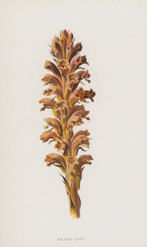 miotła rzepaku (chromolitho) autorstwa Frederick Edward Hulme