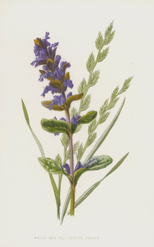 Trąbka i kostrzewa wysoka (chromolitho) autorstwa Frederick Edward Hulme