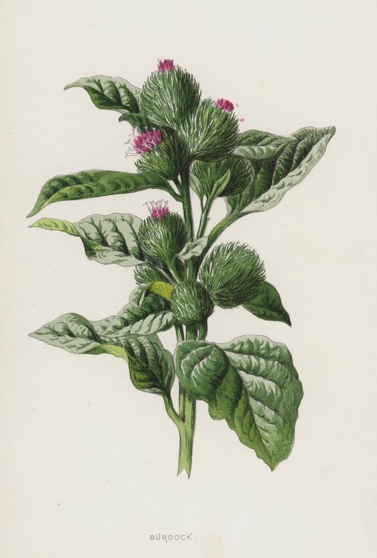 Łopian (chromolitho) autorstwa Frederick Edward Hulme