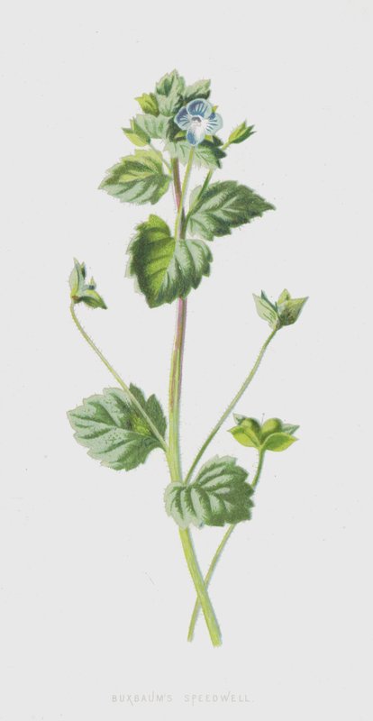 Buxbaums Speedwell (chromolitho) autorstwa Frederick Edward Hulme