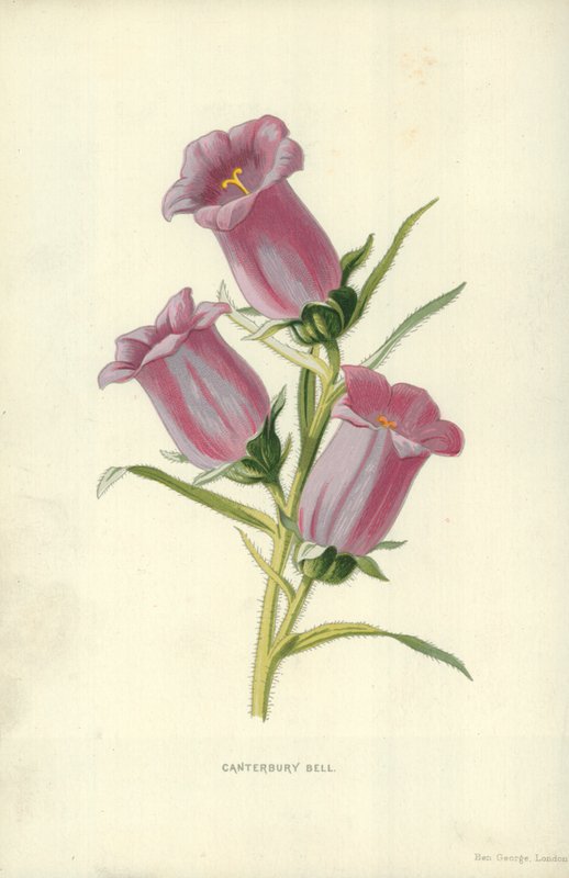 Dzwonek z Canterbury autorstwa Frederick Edward Hulme