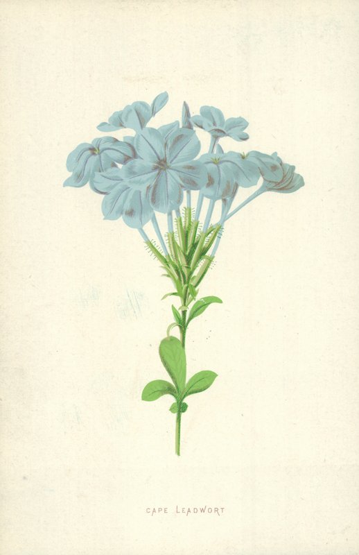 Przylądek Leadwort autorstwa Frederick Edward Hulme