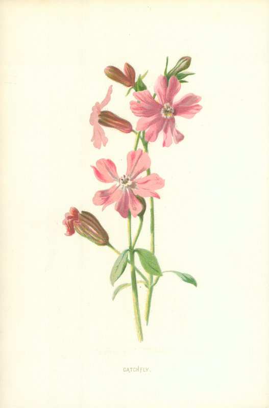 Łapacz autorstwa Frederick Edward Hulme