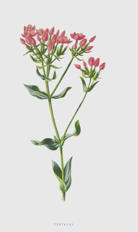 Centaury (chromolitho) autorstwa Frederick Edward Hulme