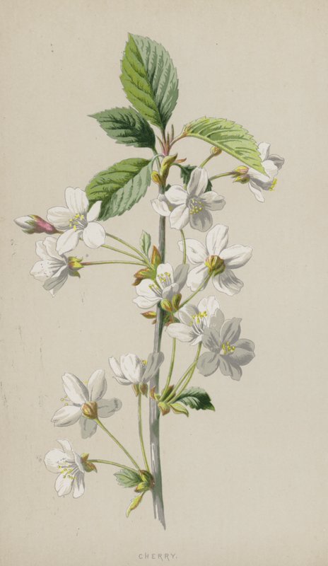 Wiśnia (chromolitho) autorstwa Frederick Edward Hulme
