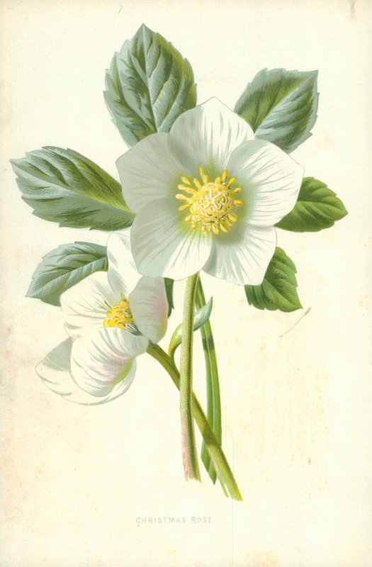 Róża Bożego Narodzenia autorstwa Frederick Edward Hulme