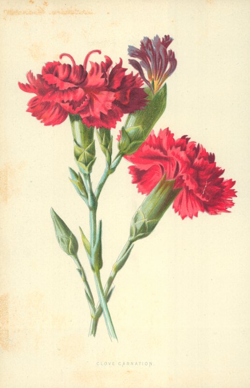 Goździk goździkowy autorstwa Frederick Edward Hulme