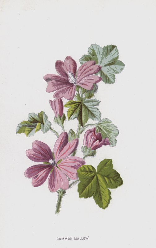 malwa zwyczajna (chromolitho) autorstwa Frederick Edward Hulme
