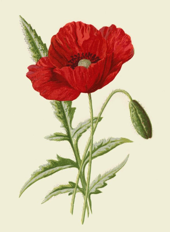 Mak zwyczajny autorstwa Frederick Edward Hulme
