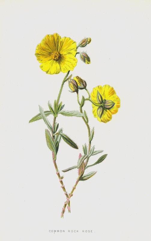 Pospolita róża skalna (chromolitho) autorstwa Frederick Edward Hulme